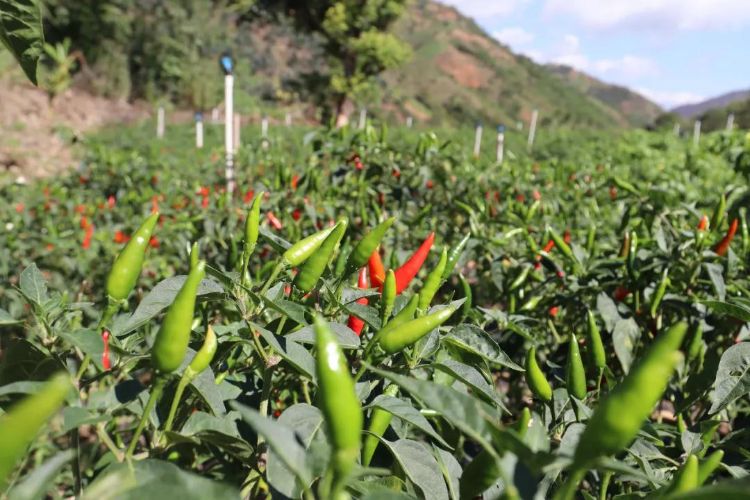 {xunruicms_img_title} {xunruicms_img_title}